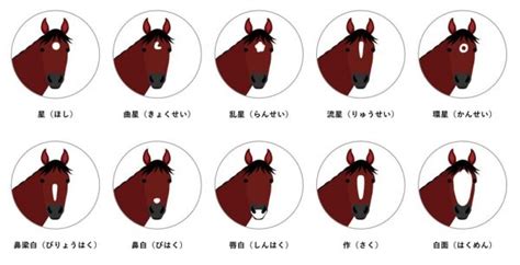 馬星|【今さら聞けない競馬学】流星など、馬の顔の模様にはどんな種。